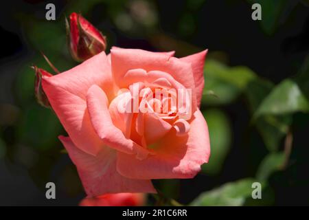 Rote Rose mit Liebe Stockfoto