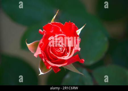 Rote Rose mit Liebe Stockfoto