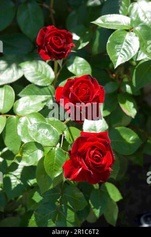 Rote Rose mit Liebe Stockfoto