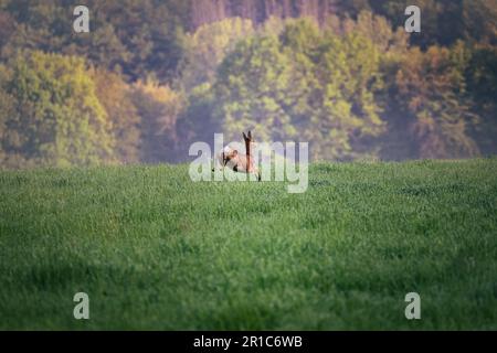 Hirsche springen auf ein grünes Feld mit einem Wald im Hintergrund in warmem Licht in Deutschland, Europa Stockfoto
