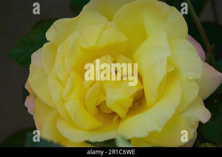 Gelbe Rosen, gelbpinke Rosen, gemischte Rosen im Garten Stockfoto