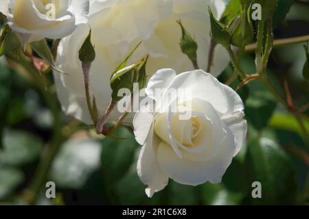 Reine und frische weiße Rosen im Garten Stockfoto