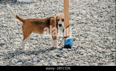 An einem sonnigen Tag ruht sich ein Ingwerhund mit weißen Flecken auf einem Kieselstrand in der Nähe des Meeres aus und wartet auf den Besitzer Stockfoto