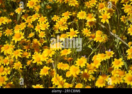 Llow Wild Flower Action Daisy blüht in Kalifornien Stockfoto