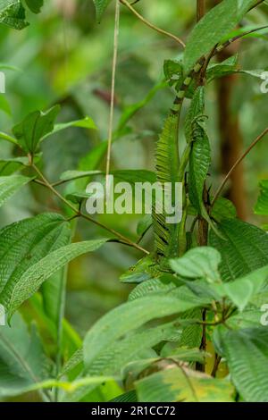 Doppelkammbein-Basilisk, Basiliskus-Plumifrons, auf Filiale, Costa Rica - Aktienfoto Stockfoto