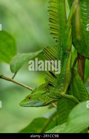 Doppelkammbein-Basilisk, Basiliskus-Plumifrons, auf Filiale, Costa Rica - Aktienfoto Stockfoto
