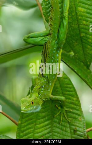 Doppelkammbein-Basilisk, Basiliskus-Plumifrons, auf Filiale, Costa Rica - Aktienfoto Stockfoto