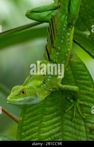 Doppelkammbein-Basilisk, Basiliskus-Plumifrons, auf Filiale, Costa Rica - Aktienfoto Stockfoto