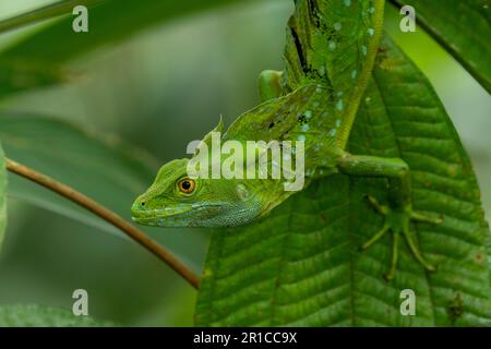 Doppelkammbein-Basilisk, Basiliskus-Plumifrons, auf Filiale, Costa Rica - Aktienfoto Stockfoto