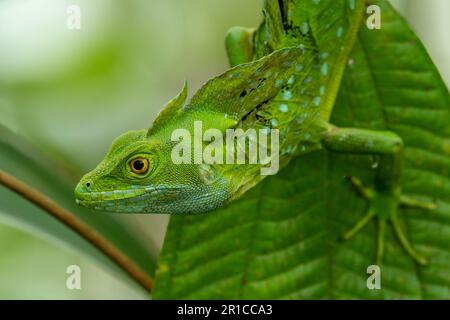 Doppelkammbein-Basilisk, Basiliskus-Plumifrons, auf Filiale, Costa Rica - Aktienfoto Stockfoto