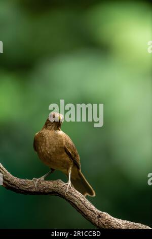 Tonfarbener Robin (Turdus grayi), Erwachsener, aufrecht stehend, Central Valley, Costa Rica, Mittelamerika - Stockfoto Stockfoto