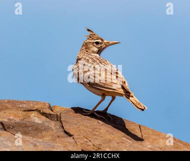 Crested Lark (Galerida cristata) Paphos, Zypern Stockfoto