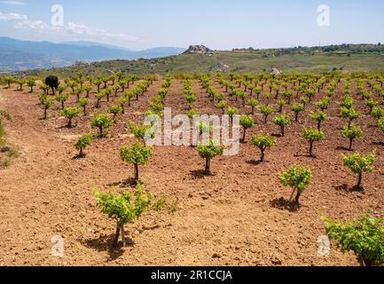 Rebstöcke auf einem Feld auf der Halbinsel Akamas, Zypern Stockfoto