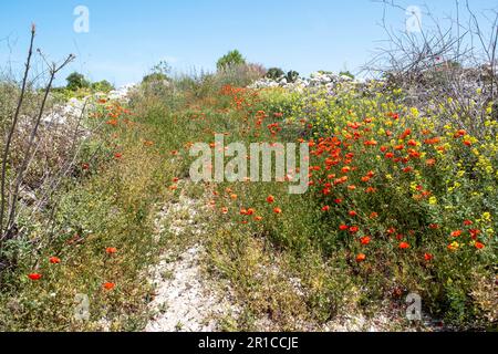 Wilde Frühlingsblumen blühen auf den Akamas-Höhen, Zypern Stockfoto