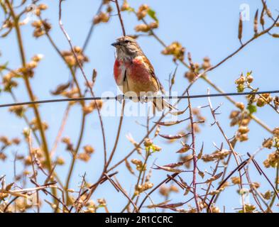 Gewöhnliches Linnet (Linaria Cannabina) auf einem Drahtzaun, Zypern Stockfoto