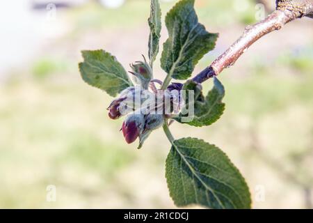 Rote Apfelknospen - Blütenknospen auf Apfelbaum Stockfoto