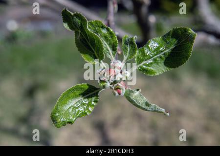 Rote Apfelknospen - Blütenknospen auf Apfelbaum Stockfoto