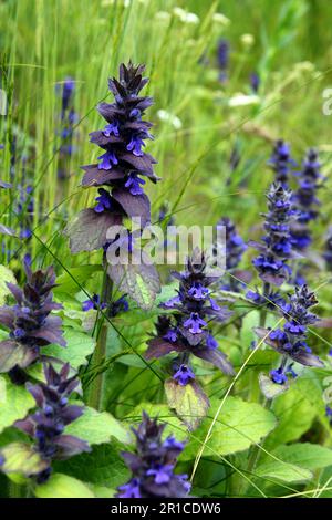 Bugle, blaues Bugle, Bugleherb blüht im Frühling. (Ajuga reptans). Stockfoto