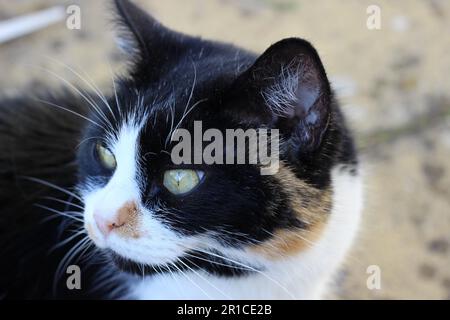 Hauskatze mit kurzen Haaren im sonnigen Garten Stockfoto