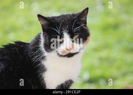 Hauskatze mit kurzen Haaren im sonnigen Garten Stockfoto