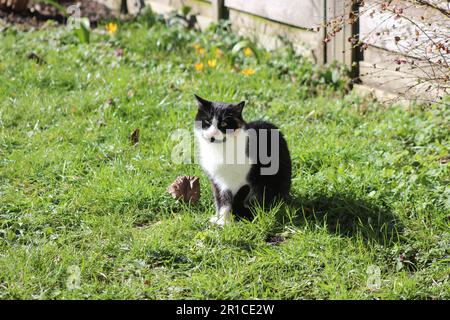 Hauskatze mit kurzen Haaren im sonnigen Garten Stockfoto