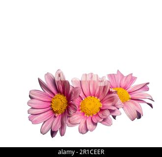 Drei Gänseblümchen mit pinkfarbenen Blütenblättern, isoliert auf Weiß, mit Clipping-Pfad, Kopierraum für Grußkarte Stockfoto