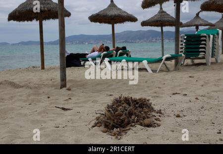 Palma, Spanien. 11. Mai 2023. Müll und Algen wurden am Strand von Arenal abgeholt. Die Playa de Palma am Ballermann auf Mallorca hat die „blaue Flagge“ und damit den Status als Strand von ausgezeichneter Qualität verloren. (Zu dpa 'Ballermann Beach verliert 'blaue Flagge' für exzellente Qualität') Kredit: Clara Margais/dpa/Alamy Live News Stockfoto