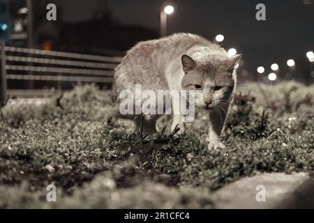 Istanbul-Abend, wo eine Gruppe obdachloser Katzen Trost in den schwach beleuchteten Straßen findet Stockfoto