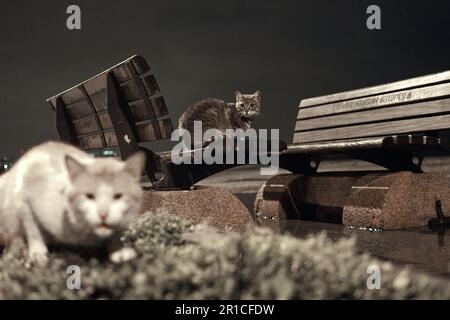 Istanbul-Abend, wo eine Gruppe obdachloser Katzen Trost in den schwach beleuchteten Straßen findet Stockfoto