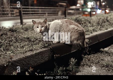 Istanbul-Abend, wo eine Gruppe obdachloser Katzen Trost in den schwach beleuchteten Straßen findet Stockfoto