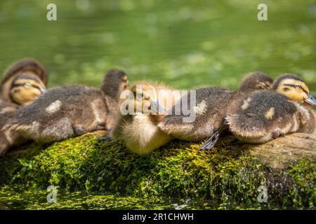 Mehrere Stockenten (Anas platyrhynchos) ruhen sich auf einem Baumstamm, der teilweise in einem Teich eingetaucht ist Stockfoto