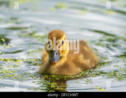 Ein einsames Stockentlein (Anas platyrhynchos), das in einem mit Unkraut bedeckten Teich schwimmt Stockfoto