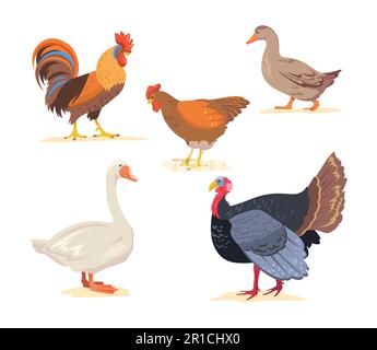 Zeichentrickfarm, Geflügelvögel, Flachvektordarstellung Stock Vektor