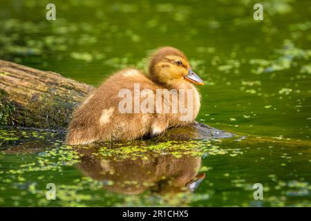 Ein einsames Stockentlein (Anas platyrhynchos), das auf einem teilweise in einem Teich eingetauchten Baumstamm ruht Stockfoto