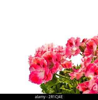 Königliches Pelargonium (Kaiserliches Geranium), Scharlachblüten auf weiß isoliert mit Schnittpfad, Kopierraum Stockfoto