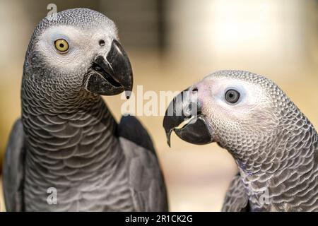 Ein Paar graue Papageien in einer Papageienbastergruppe, die sich in Singapur versammelt hat. Stockfoto