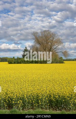 Rapsfeld im Landschaftspark Monheimer Rheinbogen, Monheim am Rhein, Nordrhein-westfalen, Deutschland Stockfoto