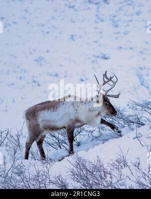 Ein kleines, weißes Rentier steht in einer verschneiten Landschaft, umgeben von einer Ansammlung trockener Büsche Stockfoto
