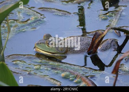 Ein lebendiger grüner Frosch liegt in einer kleinen Pfütze eines Teiches Stockfoto