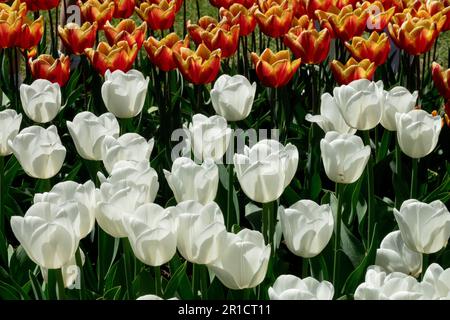 Weiße Tulpe „Königliche Jungfrau“, Blumenbett, Display, wunderschön, Tulpen, Garten, Blumen, Gemischt Stockfoto