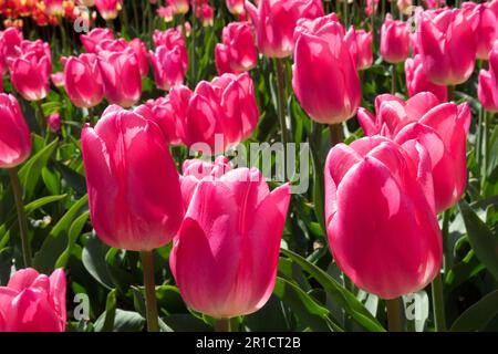 Tulipa „Weihnachtstraum“ Tulpe, Triumph Tulpe, Pink, Tulpen Stockfoto