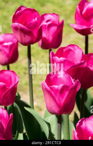 Tulip 'Barcelona' Tulipa, Liliaceae, Tulpen Stockfoto