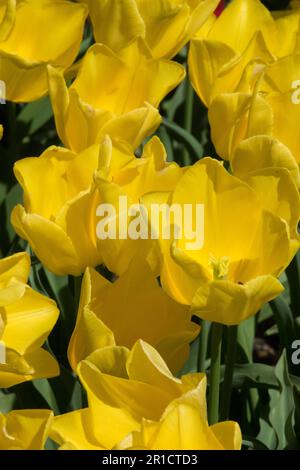 Gelbe Tulpen, Triumph Tulip "Freundschaft" Tulipa Stockfoto