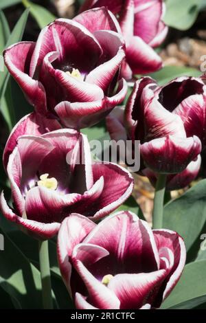 Tulipa „Armani“ besteht aus wunderschönen, kräftigen grünen Blättern mit dunkelrot-violetten Blumen und einem engen weißen Rand Stockfoto