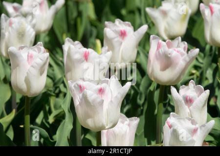 Tulip "Kyoko Takahasi", Weiß, Tulpen Stockfoto