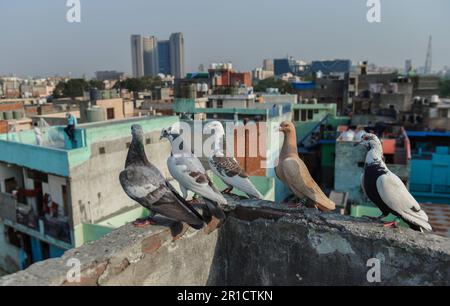 Neu-Delhi, Indien. 12. Mai 2023. Tauben sitzen auf einem Gebäude in Neu-Delhi, Indien, 12. Mai 2023. Kredit: Javed Dar/Xinhua/Alamy Live News Stockfoto