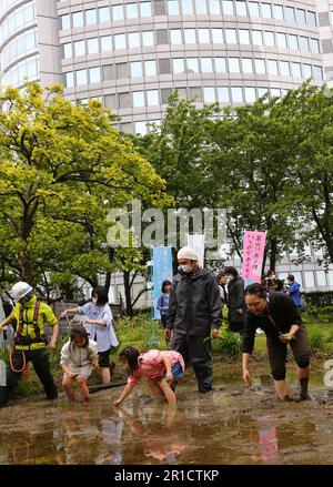 Tokio, Japan. 13. Mai 2023. Die Leute versuchen am 13. Mai 2023, Reiskeimlinge in einem Dachgarten in Tokio, Japan, zu Pflanzen. Mit dem Tokyo Tower im Hintergrund zog der Dachgarten im Roppongi Hills Komplex am Samstag Stadtarbeiter und Einheimische an, die Reis Pflanzen wollten. Rund 140 Menschen, darunter 60 Kinder, betraten den schlammigen ReisReisReisReisReisReisReisfeld und lernten, wie man Reissäfflinge in dem etwa 45 Meter über dem Boden gelegenen Garten anpflanzt. Kredit: Qian Zheng/Xinhua/Alamy Live News Stockfoto