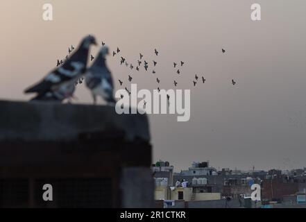 Neu-Delhi, Indien. 12. Mai 2023. Tauben sitzen auf einem Gebäude in Neu-Delhi, Indien, 12. Mai 2023. Kredit: Javed Dar/Xinhua/Alamy Live News Stockfoto
