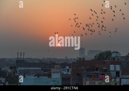 Neu-Delhi, Indien. 12. Mai 2023. Tauben schweben am Himmel in Neu-Delhi, Indien, 12. Mai 2023. Kredit: Javed Dar/Xinhua/Alamy Live News Stockfoto