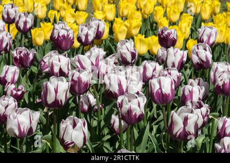 Tulpe „Zurel“, Triumph, Tulpen, Frühling, Garten, Bett, Lila, Weiß, Gelb, Farbkontrast Stockfoto